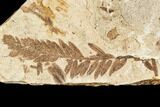 Metasequoia Fossil Plate - Cache Creek, BC #110901-1